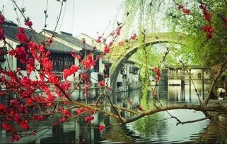 南潯古鎮坐一回搖櫓船 春天是水上游古鎮最好時節